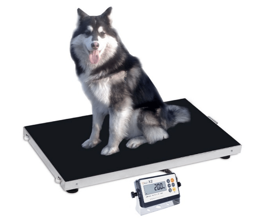 Balanza Digital De Plataforma Para Mascotas